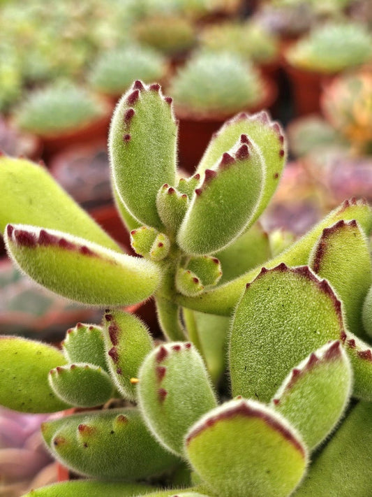 Bear Paw Plant Baby Succulent Cotyledon Tomentosa Fuzzy Leaves Claw Tips