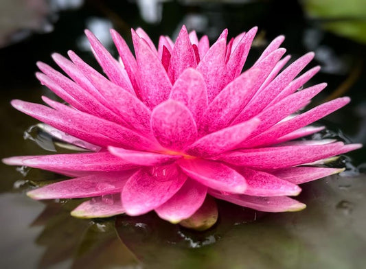 Winter Hardy Water Lily 3 Pack - Nymphaea ‘Mahasombut’ - Flowering Pond Plants for Water Gardens - Free Shipping Over $35