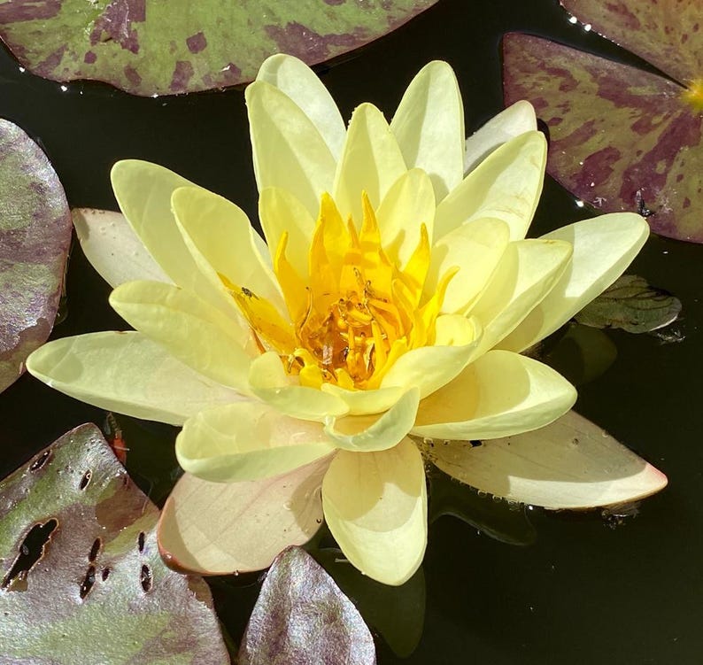 Water Lily Plants - 3 Pack Nymphaea ‘Chromatella’ Yellow Flowering Water Lilies - Hardy Pond Plants for Water Gardens