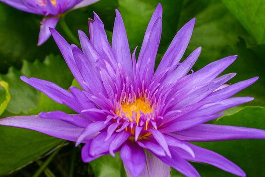 Tropical Water Lily 3 Pack Nymphaea ‘Midnight Serenade’ Purple Flowering Pond Plants for Water Gardens