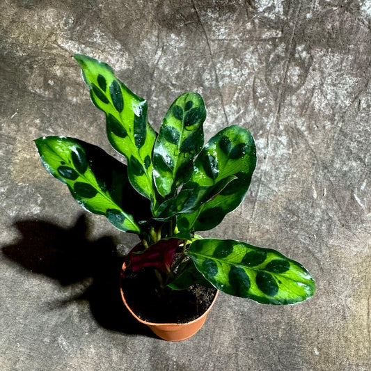 Calathea Lancifolia Plant in 2" Pot - Rattlesnake Plant - Air Purifier Houseplant - Tropical Foliage - Rare Houseplant