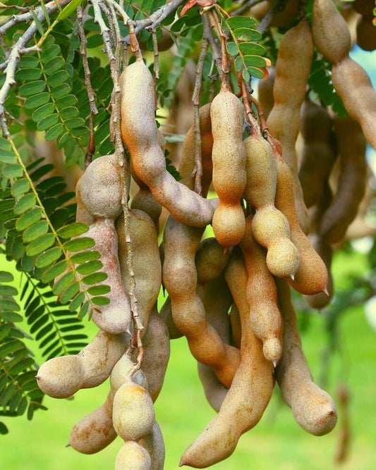 Sweet Tamarind Tree - 3 Gallon - Tamarindus indica - Ideal for Home Gardens and Landscapes