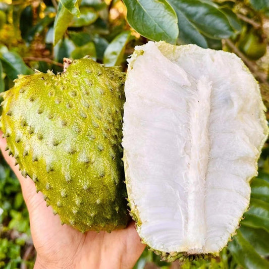 Airlayered Soursop Tree - 3 Feet Tall Guanabana Plant - Annona muricata - Ships with Soil and Pot