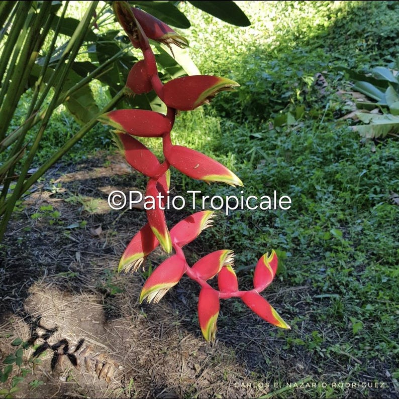Heliconia Rhizome 'Puerto Rico Libre' - Fast Growing, Easy to Grow, Healthy Hybrid - Heliconia bihai x rostrata