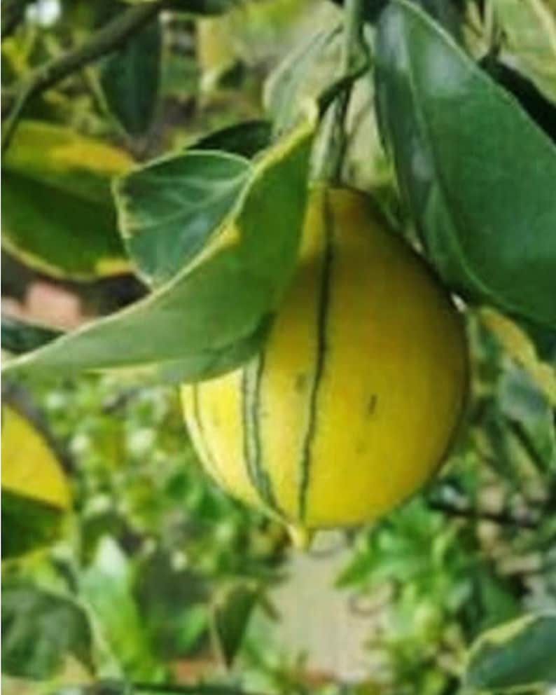 Variegated Minneola Tree (Grafted) 3ft Tall - Citrus reticulata × Citrus paradisi