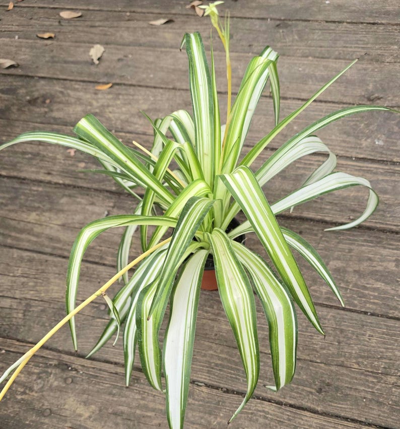 Bonnie Spider Plant 14-15 in - Spider Ivy, Ribbon Plant, Curly Spider Plant, Chlorophytum comosum - Easy Care Houseplant