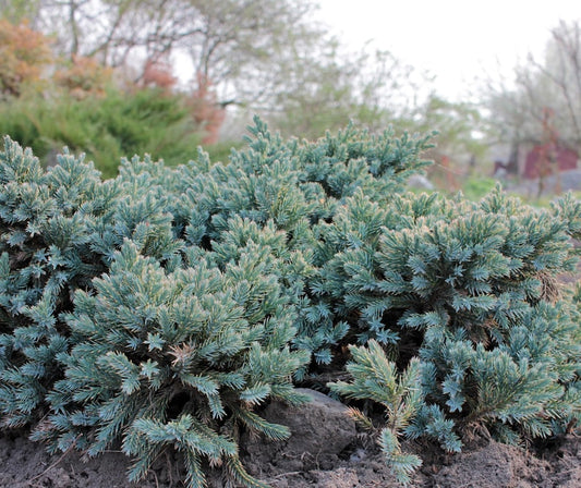 Blue Pacific Juniper Shrub - Fast-Growing Evergreen Ground Cover - Juniperus Conferta - Cold Hardy, Low Maintenance, Ocean Blue Foliage