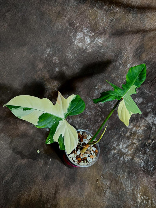 Variegated Monstera Albo Plant - Rare White Borsigiana - Indoor Houseplant - Unique Green & White Leaves - US Seller