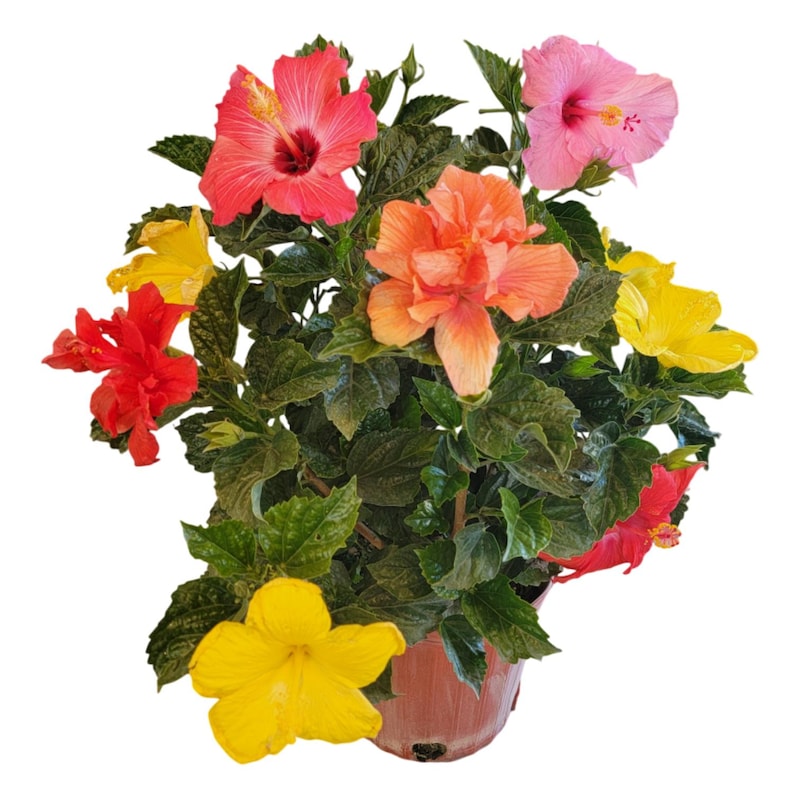 Mystery Hibiscus Bush - 3 Gallon Pot - Multi-Color Tropical Shrub - Hibiscus rosa-sinensis - Live Plant from Florida