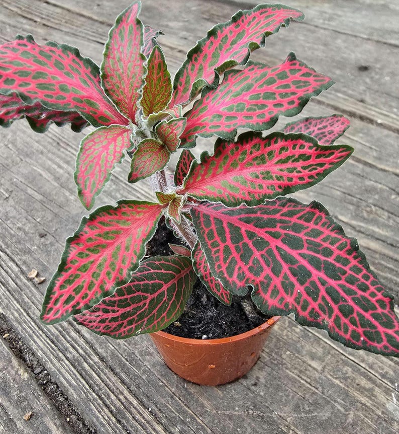 Fittonia Snow White Plant - 3-4 in - Green and Pink Nerve Plant - Fittonia albivenis - Acanthaceae Family