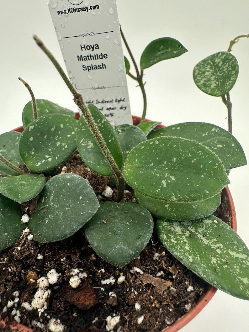 Live Hoya Plant 4" Mathilde Splash - Tropical Wax Plant with Fragrant Flowers, Hoya spp. - Low Maintenance Indoor Garden Favorite