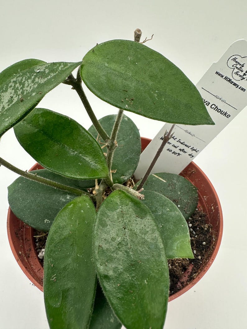 Hoya Plant 4" - Live Chouke - Wax Plant with Thick Leaves - Hoya carnosa - Low-Maintenance Indoor Tropical Plant