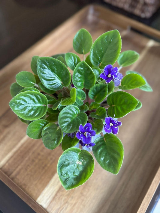 African Violet Live Plant 4" Pot Blue Blooming Indoor Plant Saintpaulia Best Office Gift Plant