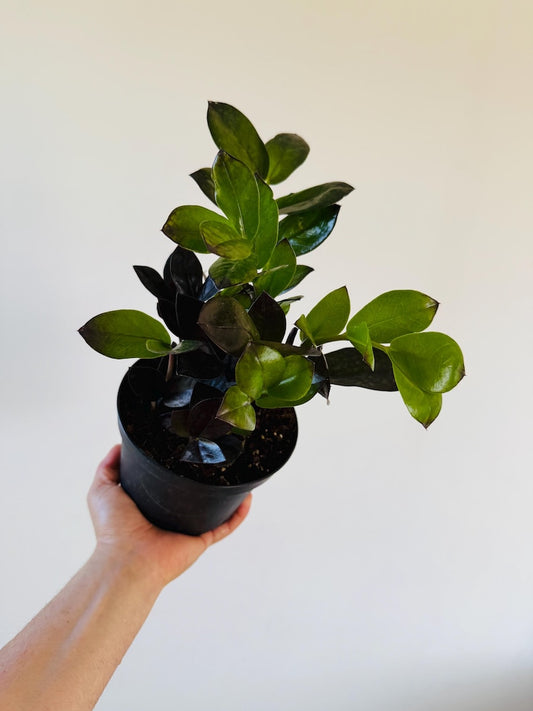 ZZ Oscura Plant in 6” Pot - New Black ZZ Cultivar - Zamioculcas Zamiifolia - Low Light, Easy Care, Air Purifier