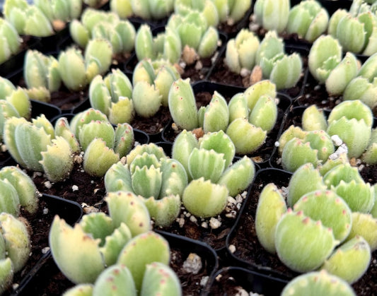 Variegated Bear Paw Succulent | Live Plant in 2" & 4" Pots | Cotyledon tomentosa variegata | Rare Variegated Fuzzy Leaves