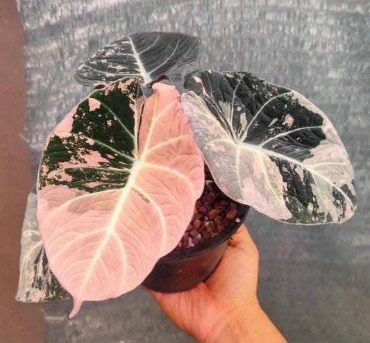 5 Rooted Corms Alocasia Black Velvet Pink Variegated - Rare Houseplant Corms for Indoor Gardening, Alocasia Amazonica