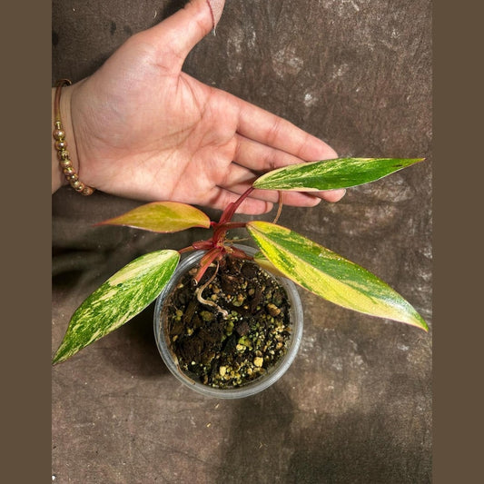 Variegated Philodendron Strawberry Shake Plant - Rare Pink Houseplant - Live Indoor Plant - Philodendron spp.