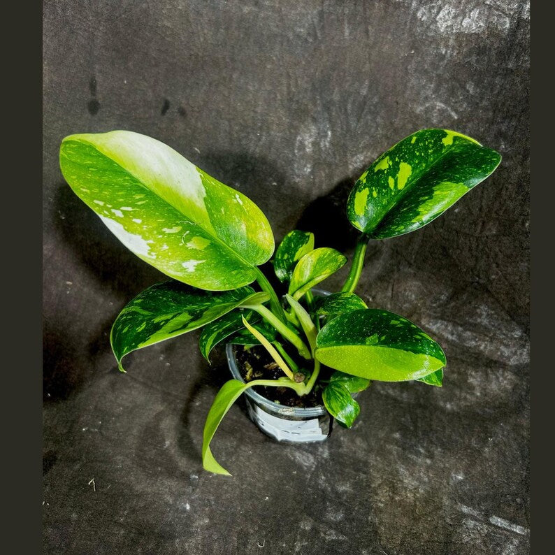 Variegated Burle Marx Philodendron Plant in Nursery Pot - Philodendron Burle Marx - Tropical Indoor & Outdoor Houseplant