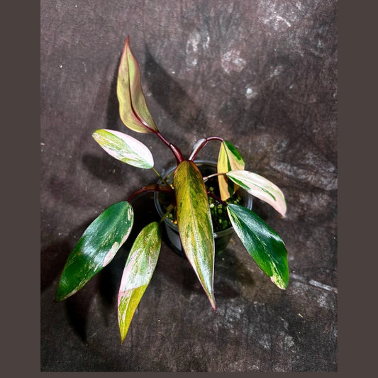 Variegated Philodendron Strawberry Shake Plant in Nursery Pot - Rare Indoor Pink Collector Plant - Philodendron