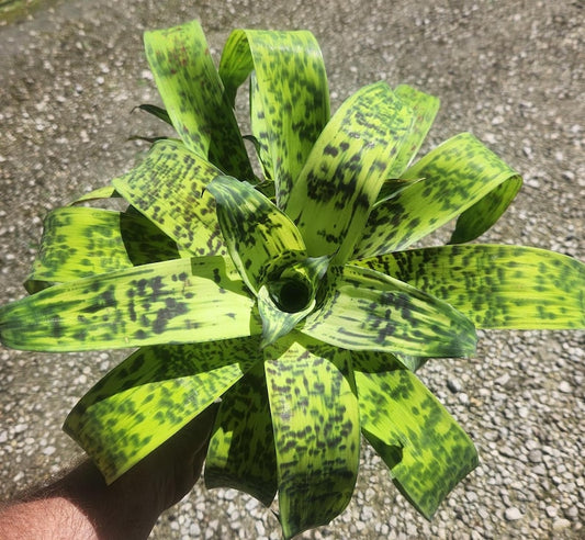 Bromeliad Vriesea ospinae gruberii - Live Plant - Outdoor Grown - Tropical Houseplant for Home Decor