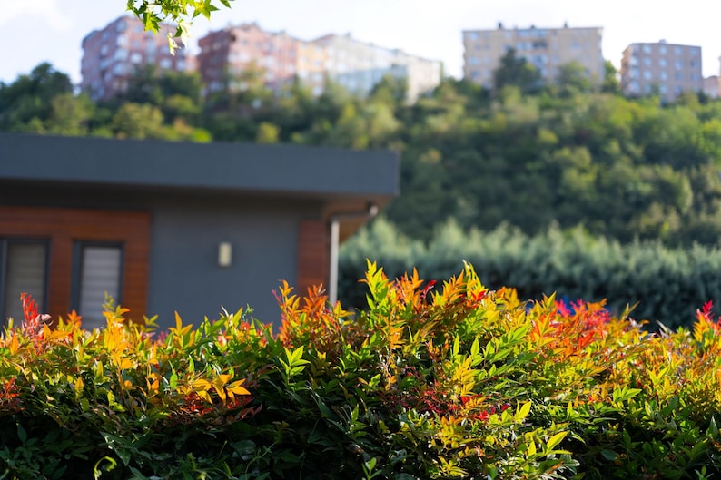 Firepower Heavenly Bamboo Plant - Nandina domestica 'Firepower' - Evergreen Shrub with Red Foliage & Berries - Compact Size