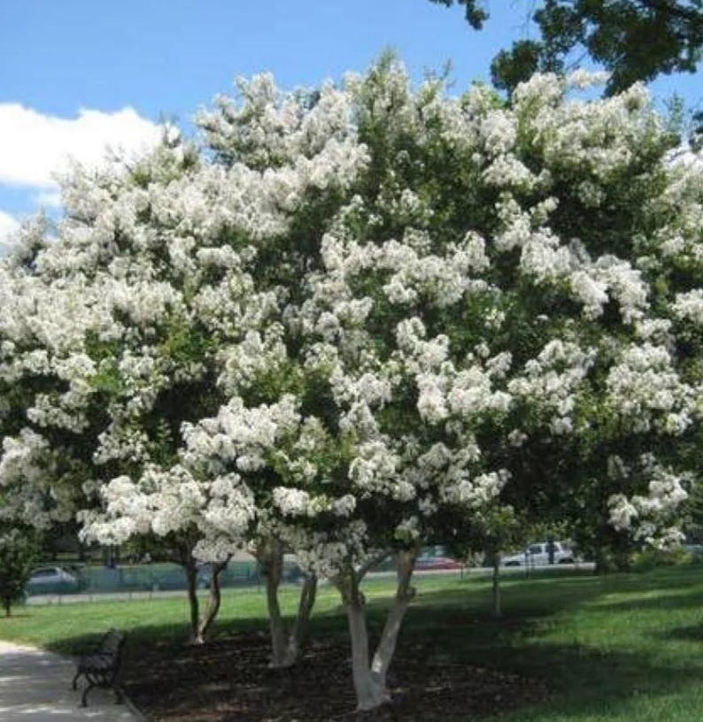 Crape Myrtle 'Natchez' Plant - White Flowers - Lagerstroemia fauriei 'Natchez' - Fast Growing, Heat & Drought Tolerant