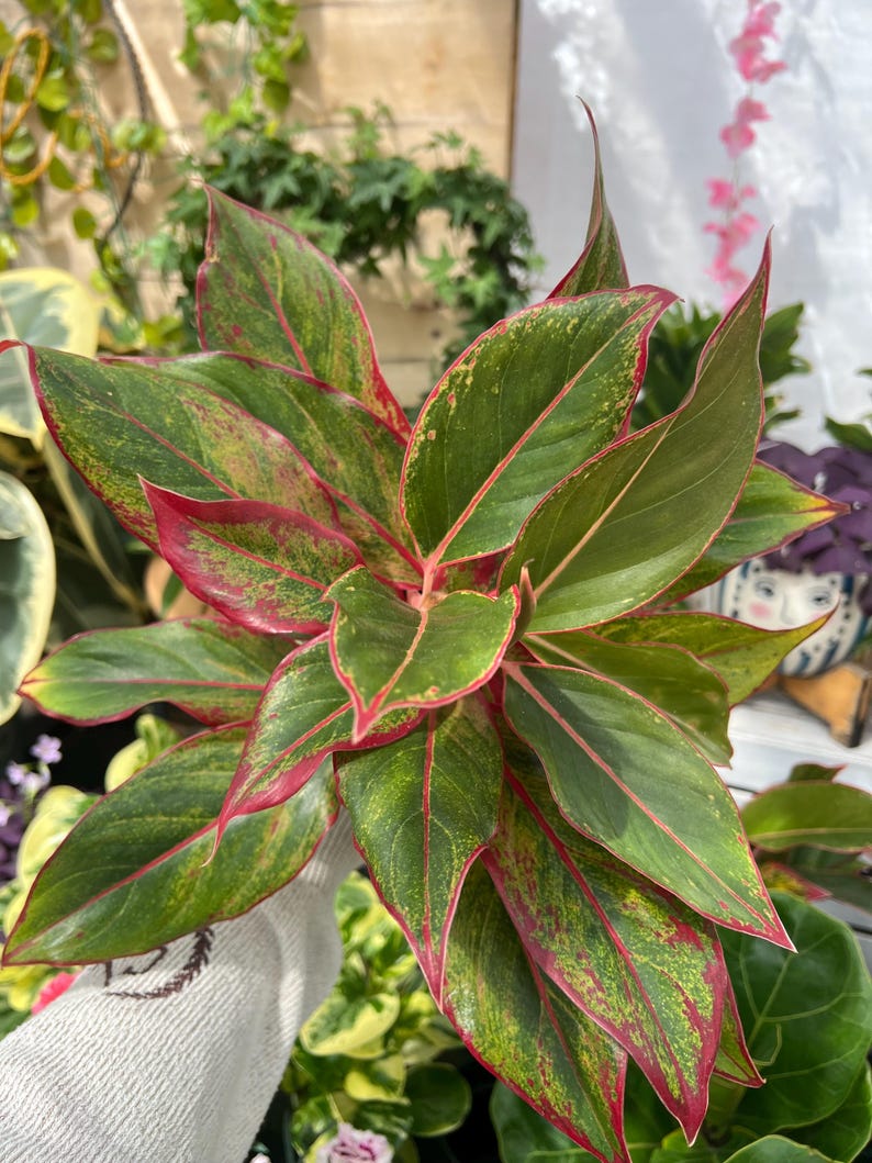 5" Chinese Evergreen Siam Red Plant, Live Houseplant in 5" Plastic Pot, Aglaonema Siam Red