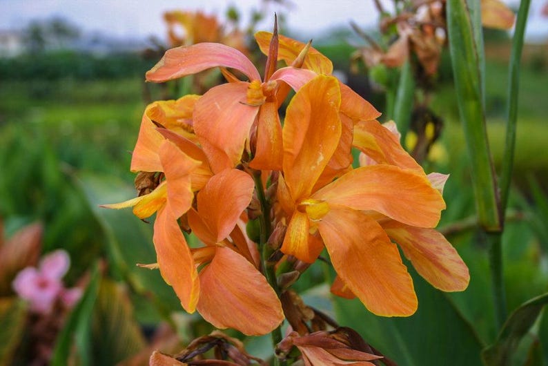Canna Plant 6 Pack, Orange Taney, Tropical Marginal Bog Plant, Canna glauca ‘Taney’, 2" Pots for Ponds