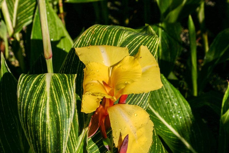 Canna Plants 6 Pack | Striped Beauty | Canna 'Striped Beauty' | Tropical Marginal Bog Plant | Ideal for Ponds
