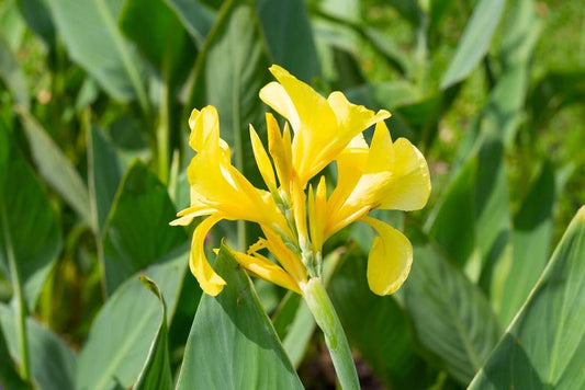 Yellow Ra Canna 6 Pack - Canna glauca ‘Ra’ Tropical Bog Plant for Ponds - Variegated Leaves, Yellow Flowers