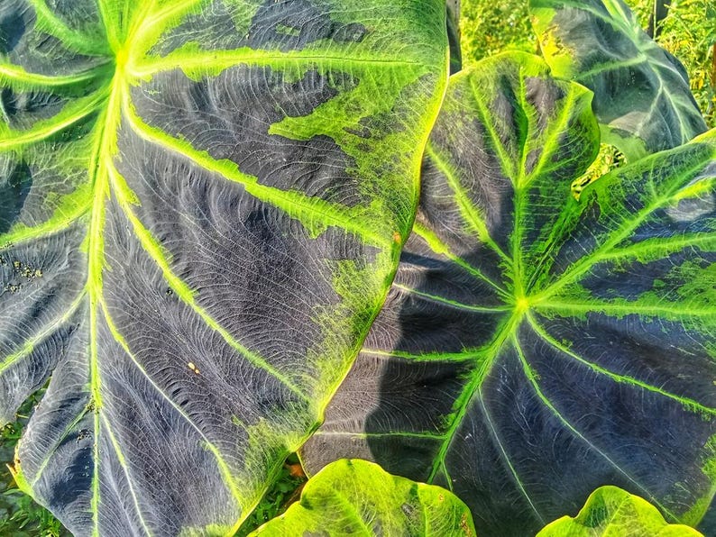 Taro Plants 6 Pack - Colocasia esculenta ‘Illustris’ - Tropical Bog Marginal Pond Plant - Elephant Ear Variety