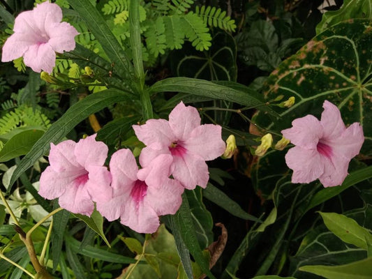 Tropical Pond Plants 6 Pack Blue Bell Pink Chi-Chi Ruellia brittoniana ‘Chi Chi’ 2" Pots, Marginal Bog Plants