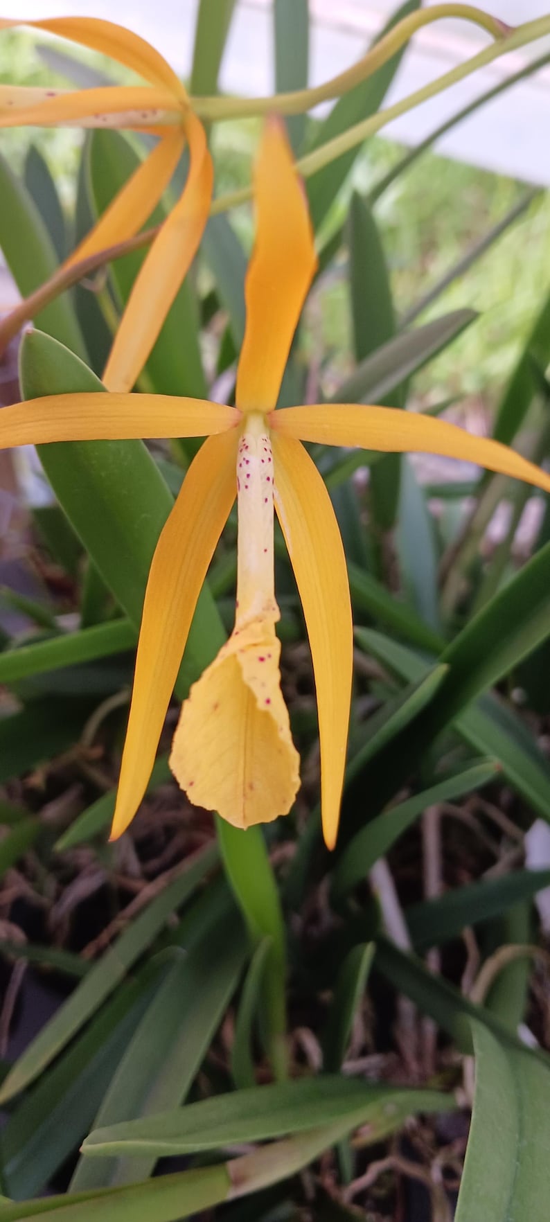 Cattleya Orchid in 2" or 4" Pots, Brassavola Laelia (L. cinnabariana x angereri) x B. nodosa, Mounted Epiphyte Plant