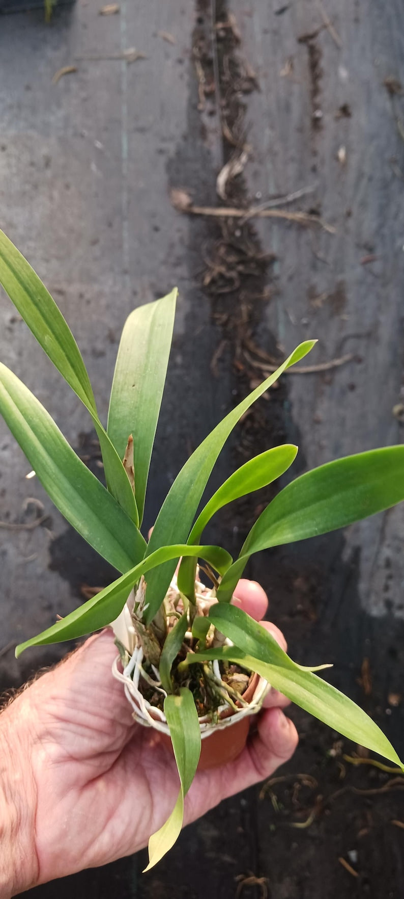Cattleya Orchid Plant in 2" Pot, BC Nakornpathome Silver x Enc cordigera, Fragrant Epiphyte Flowering Plant