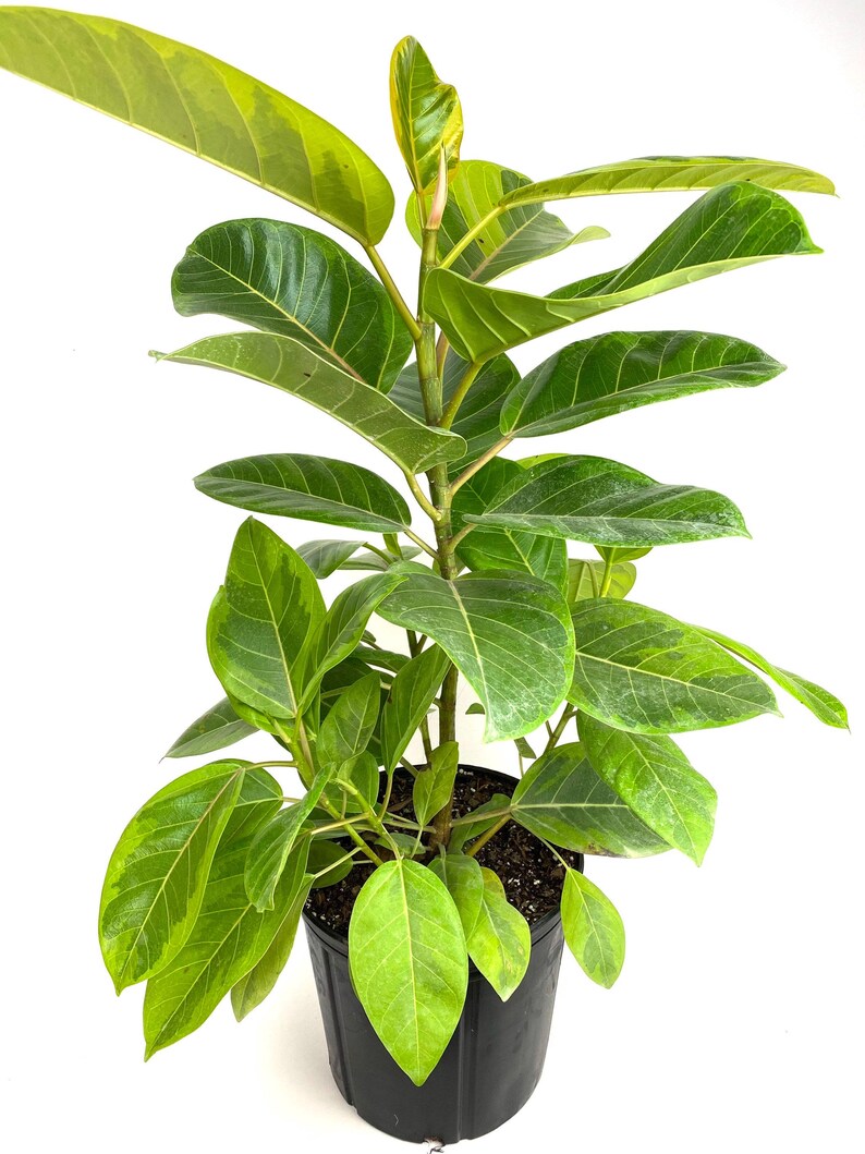 Ficus Altissima Tree Form - Variegated Yellow Gem - Ficus Elastica Altissima - Indoor Rubber Tree Plant with Unique Leaf Color