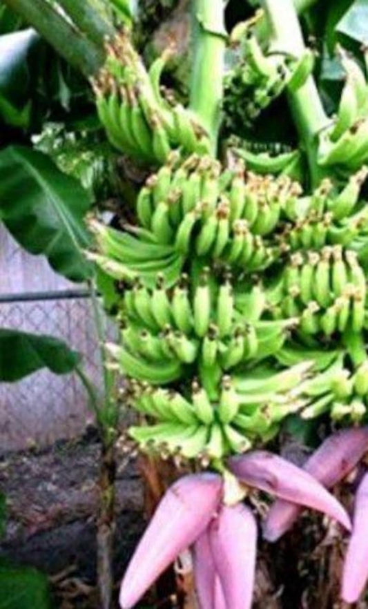 Banana Plants Double Mahoi 2 Starter Plants - Fast-Growing Banana Tree, Sweet Dessert Quality, Musa acuminata
