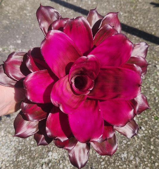 Bromeliad Live Plant - Neoregelia Tatiana - Outdoor Grown - Pest Inspected - Tropical Indoor Plant