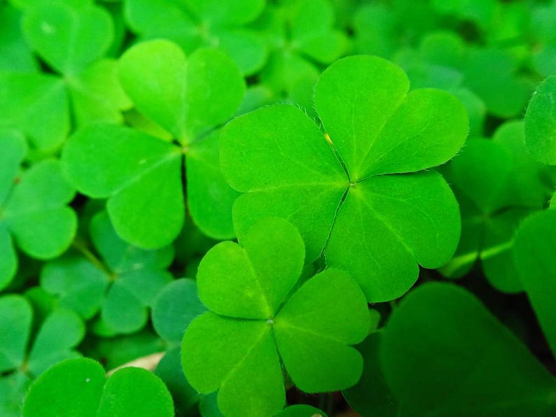 Four-Leaf Clover Plants 6 Pack - Marsilea drummondii - Winter Hardy Pond Marginal Bog Plant for Aquatic Gardens