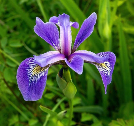 Blue Iris Plants 6 Pack - Blue Flag Iris, Iris versicolor, Aquatic Bog Plants for Ponds and Water Gardens