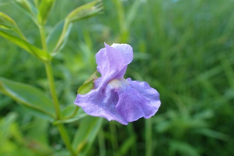 Monkey Flower Plants 6-Pack, Lavender Mimulus ringens, Aquatic Bog Plant for Ponds, Moist Soil, Purple Flowers