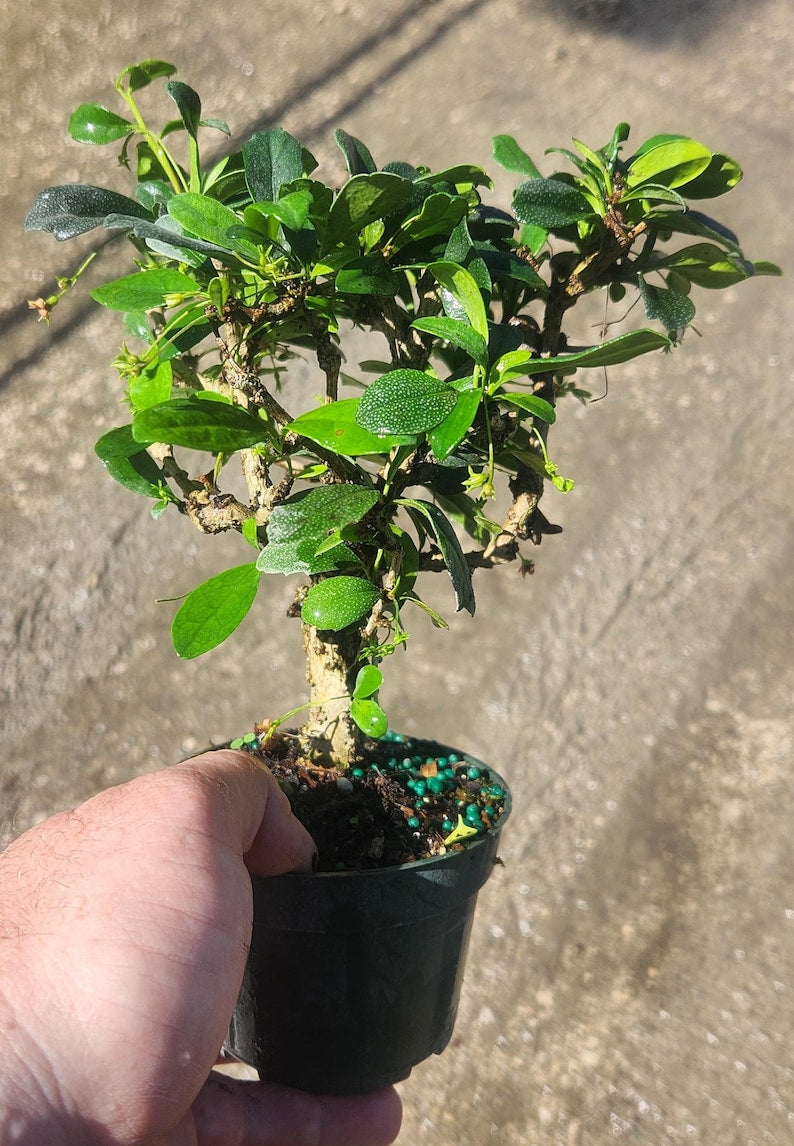 Fukien Tea Bonsai Start - Carmona buxifolia - Live Pre Bonsai Plant - Outdoor Grown, Minor Blemishes May Be Present