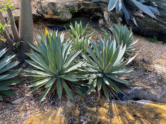 Agave Plant - 4" Agave Blue Glow - Drought Tolerant Accent Plant - Agave Tequilana Hybrid