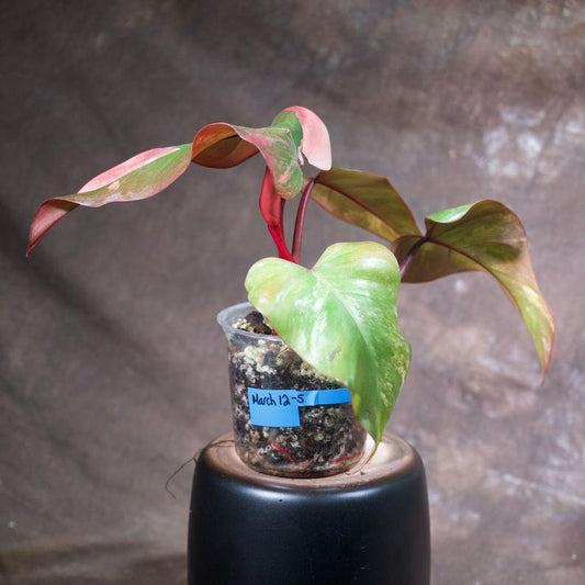 Variegated Philodendron Strawberry Shake | Rare Pink Collector Plant | Live Indoor Houseplant | Philodendron Strawberry Shake