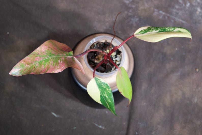 Variegated Philodendron Strawberry Shake Plant - Rare Pink Variegation - Live Indoor Houseplant - Philodendron erubescens