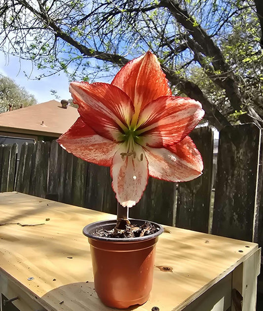 Amaryllis Plant Bulb - Table Dance Variety - Indoor/Outdoor Blooming Flower - Hippeastrum Hybrid