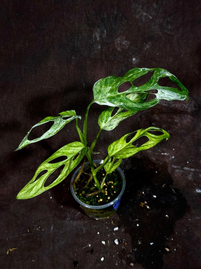 Variegated Monstera Adansonii Albo Potted Plant - Swiss Cheese Vine - Rare Collector Plant - Unique Foliage - Indoor Houseplant