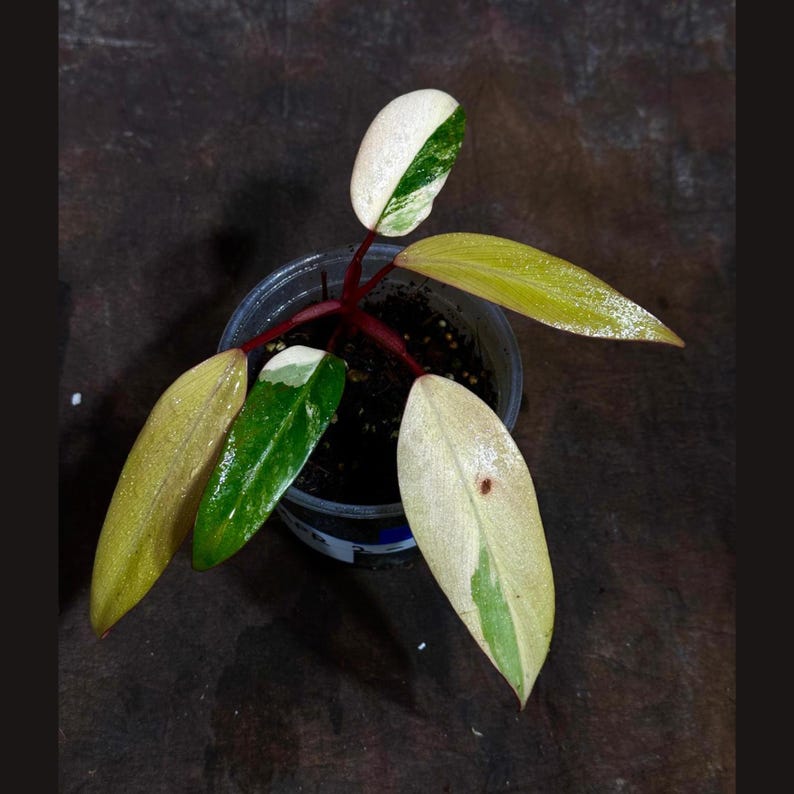 Variegated Philodendron Strawberry Shake Plant in Nursery Pot - Rare Pink & Cream Variegation - Philodendron erubescens