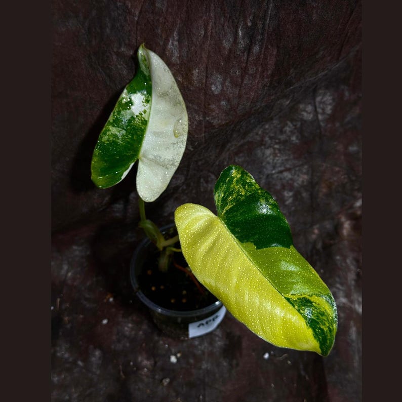 Variegated Burle Marx Philodendron Plant in Nursery Pot - Philodendron Burle Marx - Indoor/Outdoor Tropical Houseplant