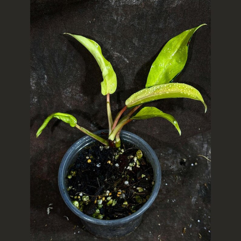 Variegated Philodendron Thai Sunrise Plant - Rare Tropical Houseplant in Nursery Pot - Philodendron bipinnatifidum