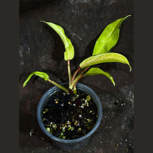 Variegated Philodendron Thai Sunrise Plant - Rare Tropical Houseplant in Nursery Pot - Philodendron bipinnatifidum